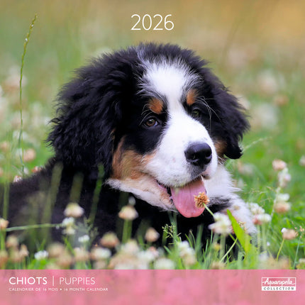 Aquarupella Puppies Kalender 2027