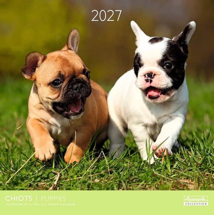 Aquarupella Puppies Kalender 2027