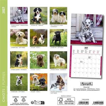 Aquarupella Puppies Kalender 2027 Mini