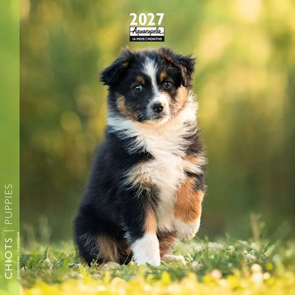 Aquarupella Puppies Kalender 2027 Mini