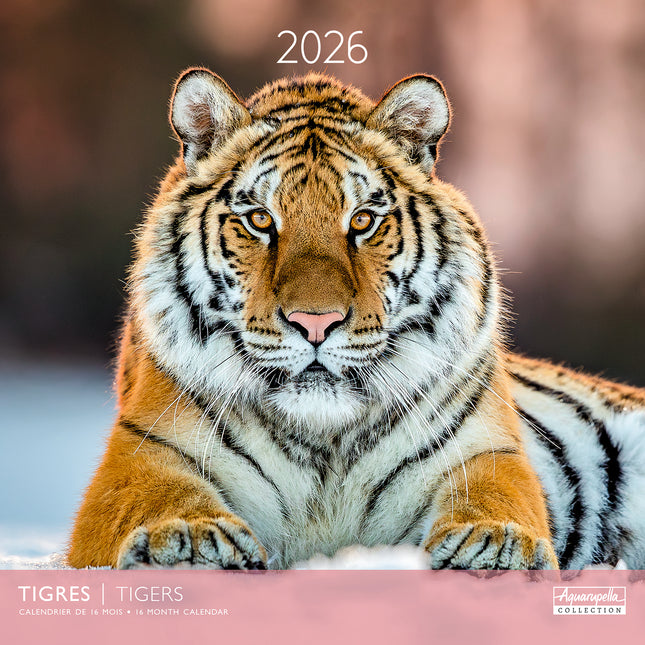 Aquarupella Tijger Kalender 2026
