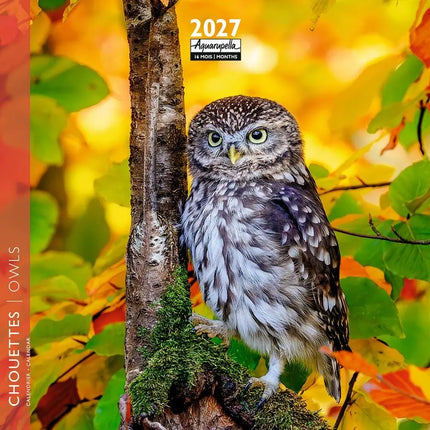 Aquarupella Uilen Kalender 2027 Mini