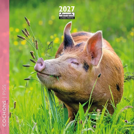 Aquarupella Varkens Kalender 2027 Mini