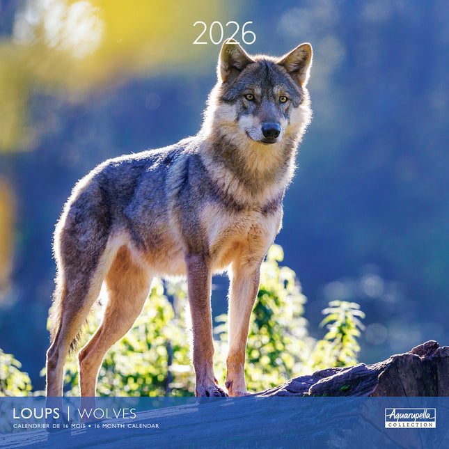 Aquarupella Wolven Kalender 2026