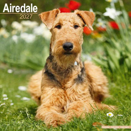 Avonside Airedale Terrier Kalender 2027