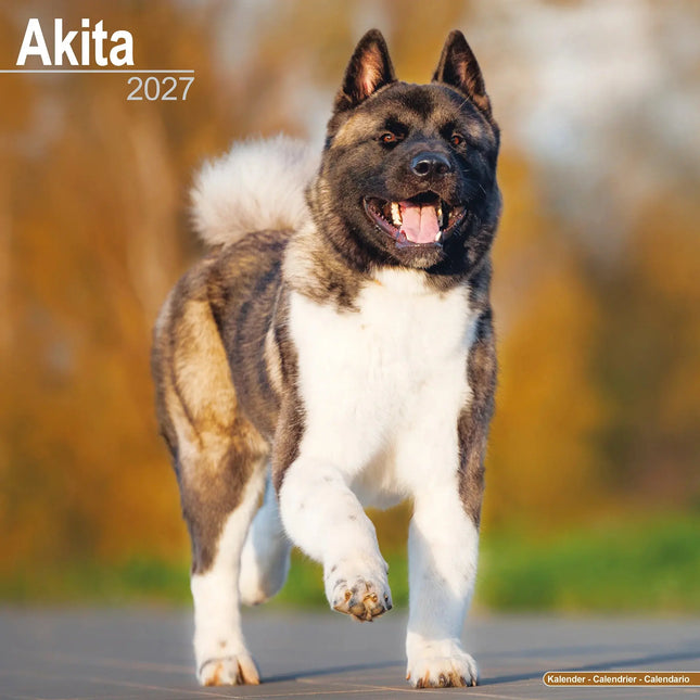 Avonside Akita Kalender 2027