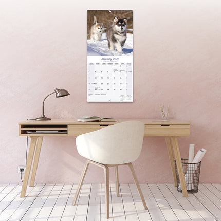 Avonside Alaskan Malamute Kalender 2026