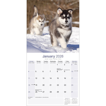 Avonside Alaskan Malamute Kalender 2026