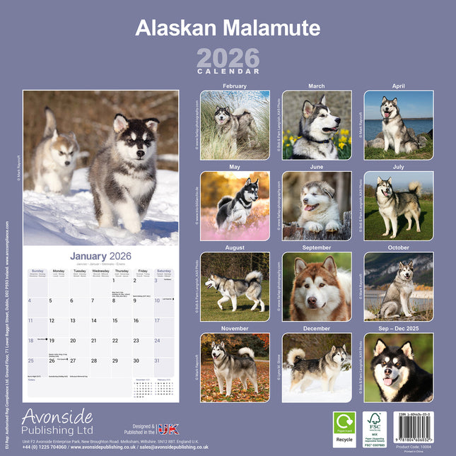Avonside Alaskan Malamute Kalender 2026