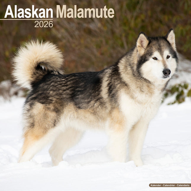 Avonside Alaskan Malamute Kalender 2026