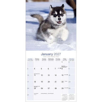 Avonside Alaskan Malamute Kalender 2027