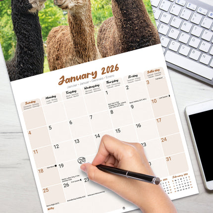 Avonside Alpaca Kalender 2026