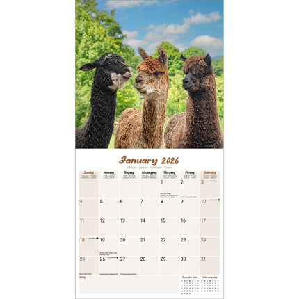 Avonside Alpaca Kalender 2026