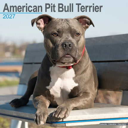 Avonside American Pit Bull Terrier Kalender 2027