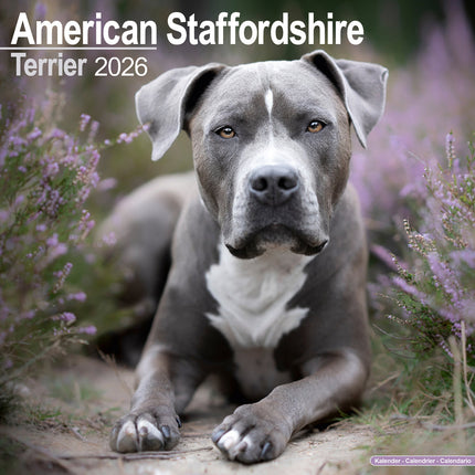 Avonside American Staffordshire Terrier Kalender 2026