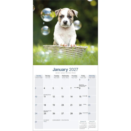 Avonside American Staffordshire Terrier Kalender 2027