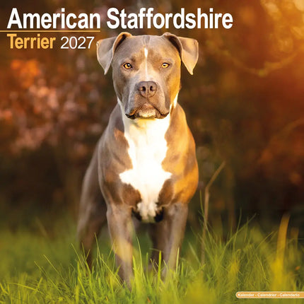 Avonside American Staffordshire Terrier Kalender 2027