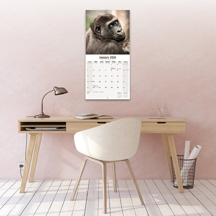 Avonside Apen Kalender 2026