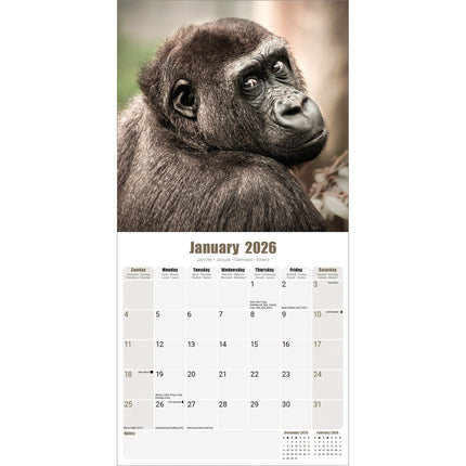 Avonside Apen Kalender 2026
