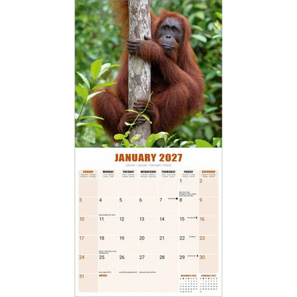 Avonside Apen Kalender 2027