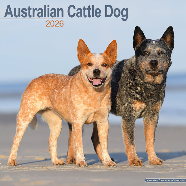 Avonside Australian Cattle Dog Kalender 2026