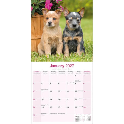 Avonside Australian Cattle Dog Kalender 2027