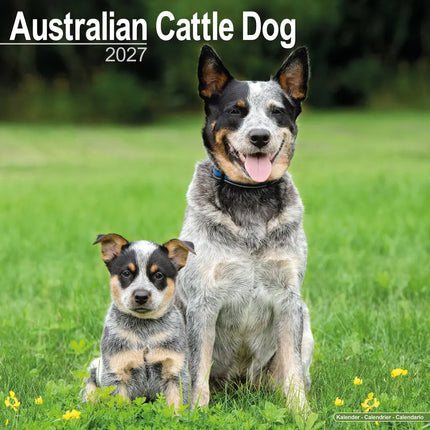 Avonside Australian Cattle Dog Kalender 2027