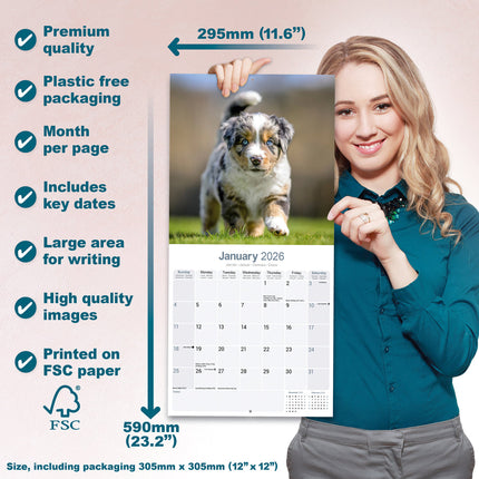 Avonside Australian Shepherd Kalender 2026
