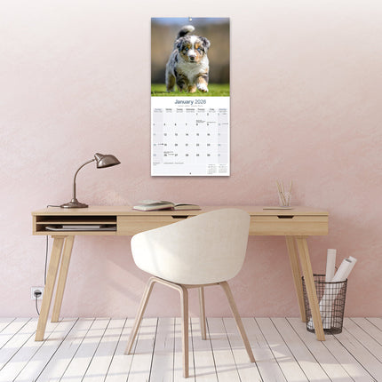 Avonside Australian Shepherd Kalender 2026