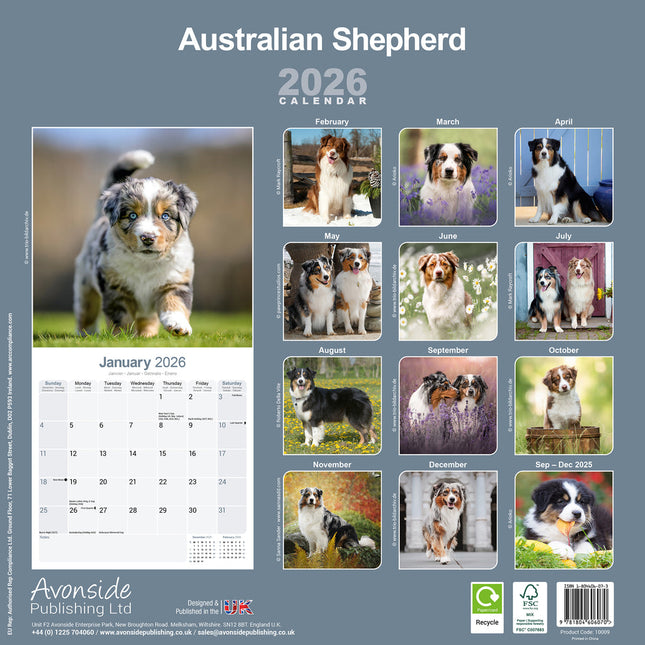 Avonside Australian Shepherd Kalender 2026