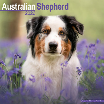 Avonside Australian Shepherd Kalender 2026