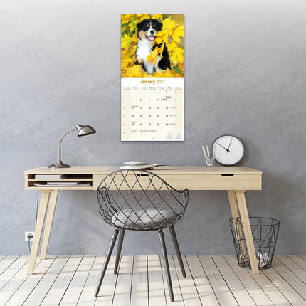 Avonside Australian Shepherd Kalender 2027