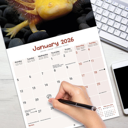 Avonside Axoloths Kalender 2026