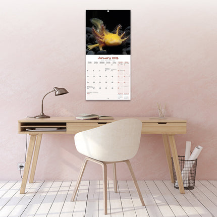 Avonside Axoloths Kalender 2026