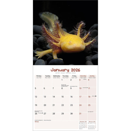 Avonside Axoloths Kalender 2026