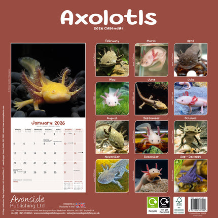 Avonside Axoloths Kalender 2026