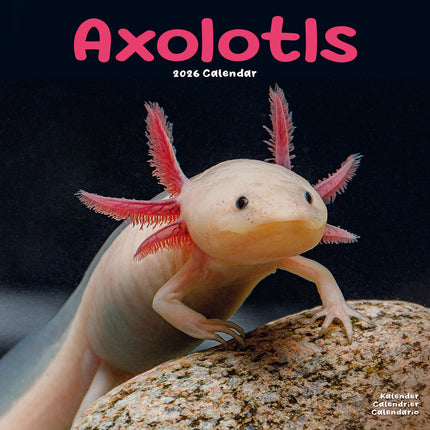 Avonside Axoloths Kalender 2026