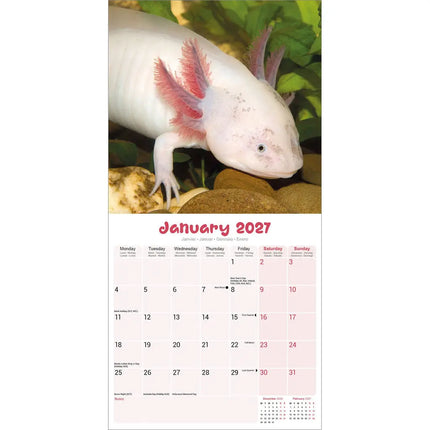 Avonside Axoloths Kalender 2027