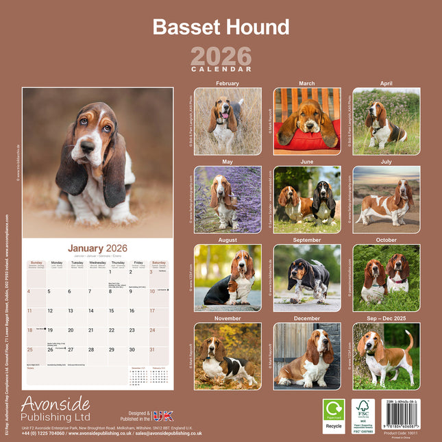 Avonside Basset Hound Kalender 2026