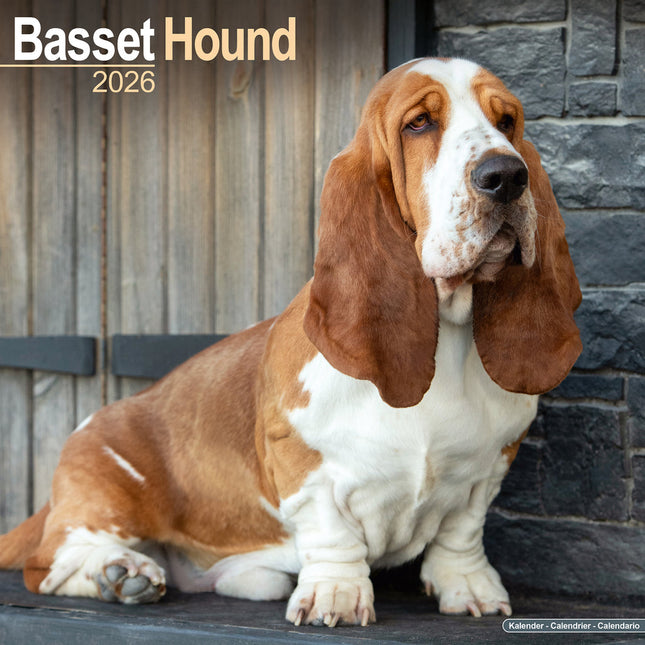 Avonside Basset Hound Kalender 2026