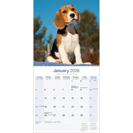 Avonside Beagle Kalender 2026