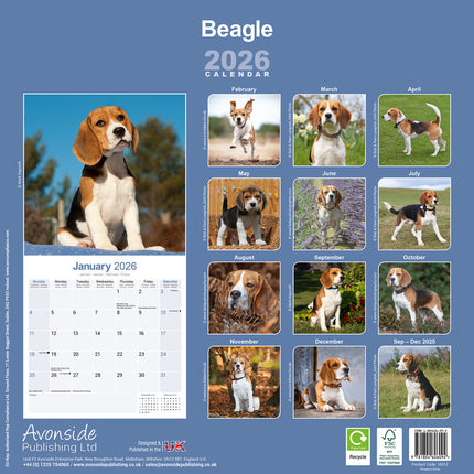 Avonside Beagle Kalender 2026