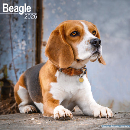 Avonside Beagle Kalender 2026