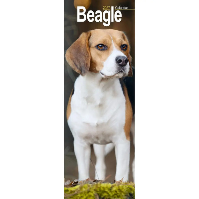 Avonside Beagle Kalender 2027 Slimline