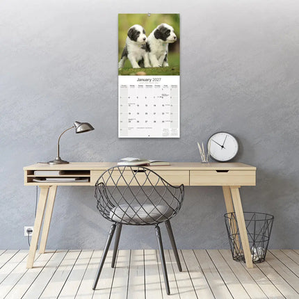 Avonside Bearded Collie Kalender 2027