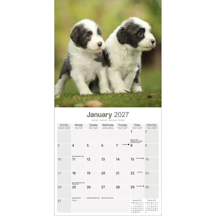 Avonside Bearded Collie Kalender 2027