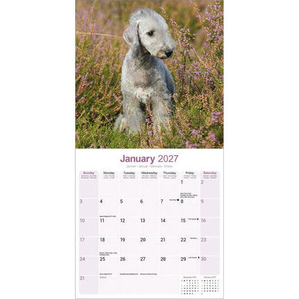 Avonside Bedlington Terrier Kalender 2027
