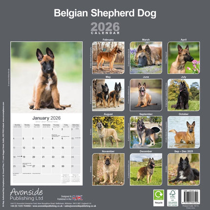 Avonside Belgische Herder Kalender 2026