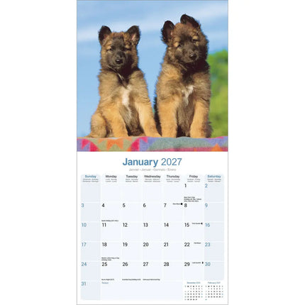 Avonside Belgische Herder Kalender 2027