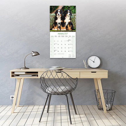 Avonside Berner Sennen Kalender 2027